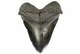 Fossil Megalodon Tooth - South Carolina #114502-1